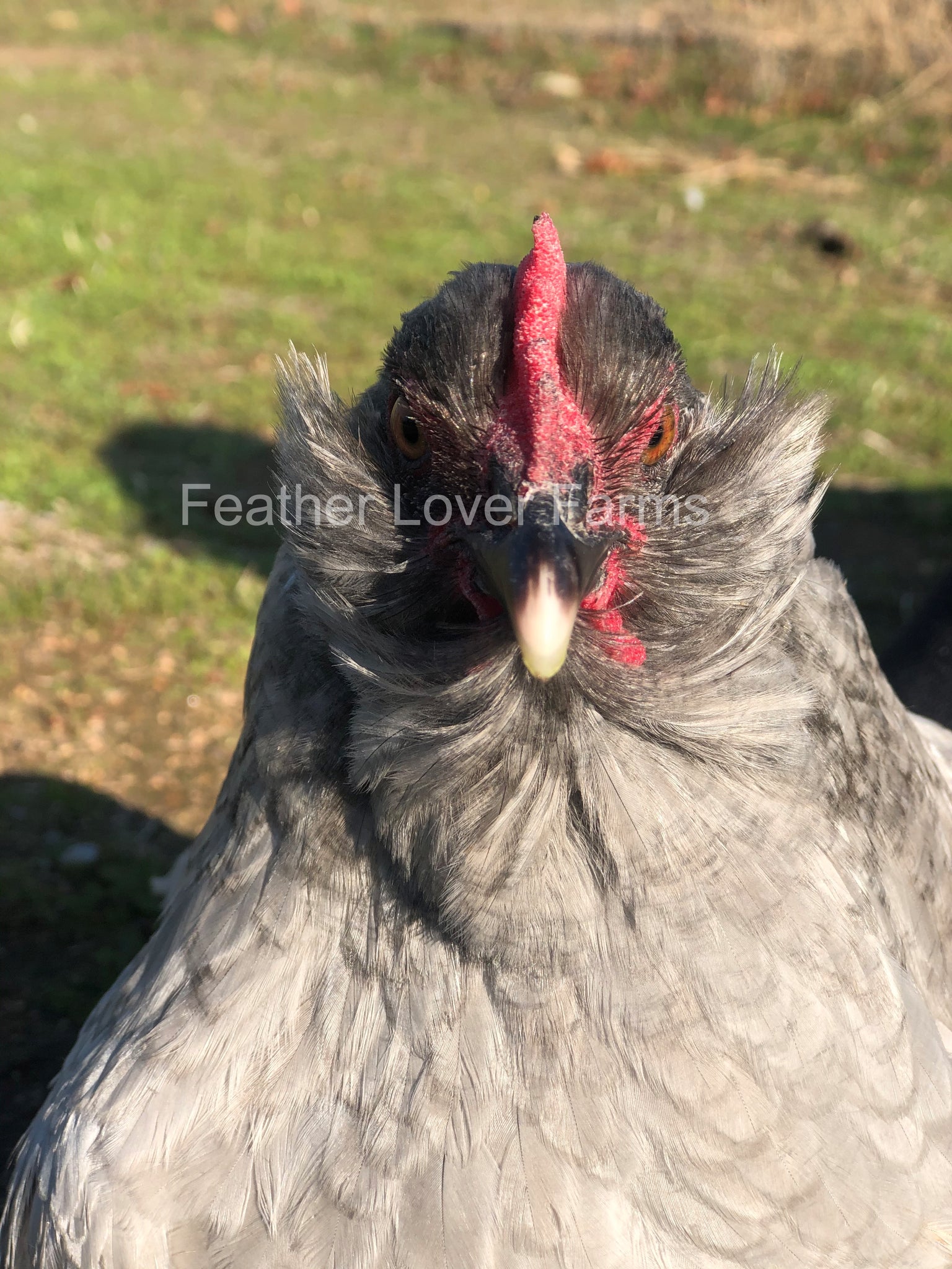 Lavender Olive Egger Chicks For Sale